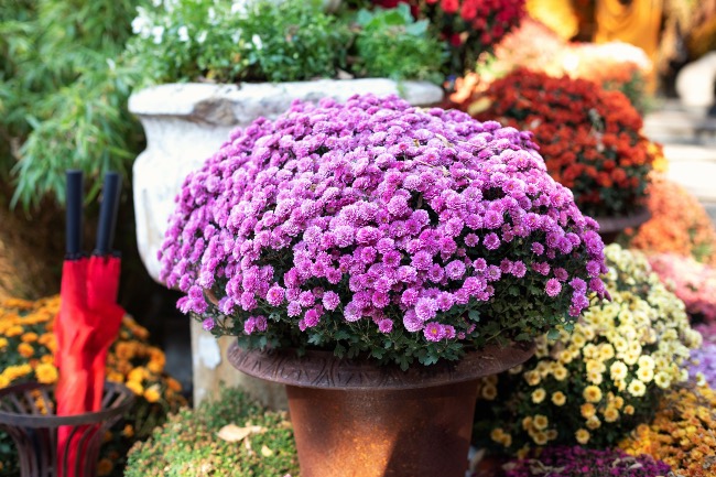 Margaritas de otoño