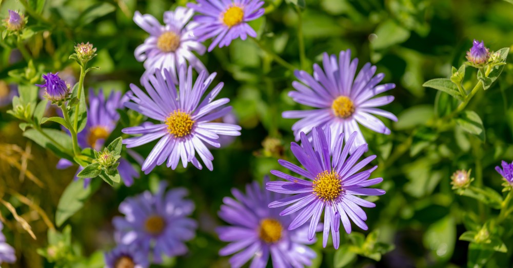 Cuidados de las margaritas, las flores del otoño