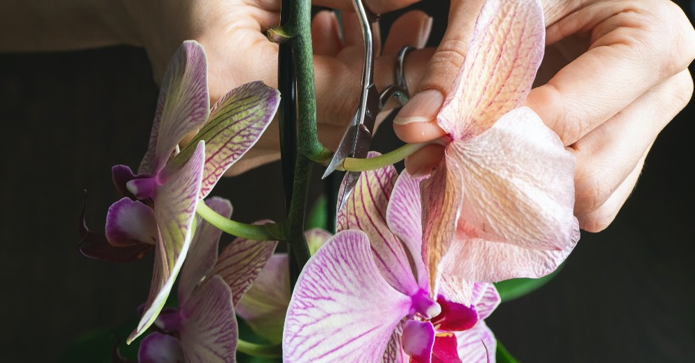 Cómo podar una orquídea y cuándo hacerlo