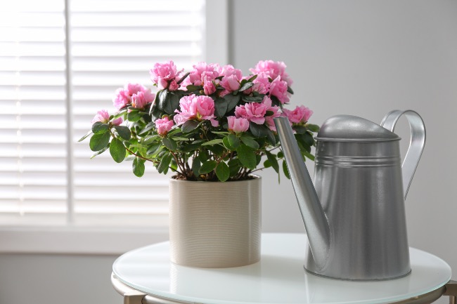 Azalea en interior