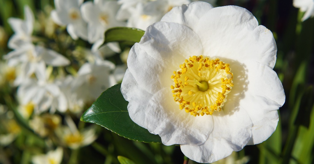 Camelia sinensis: cuidados, propiedades y beneficios de su consumo en té