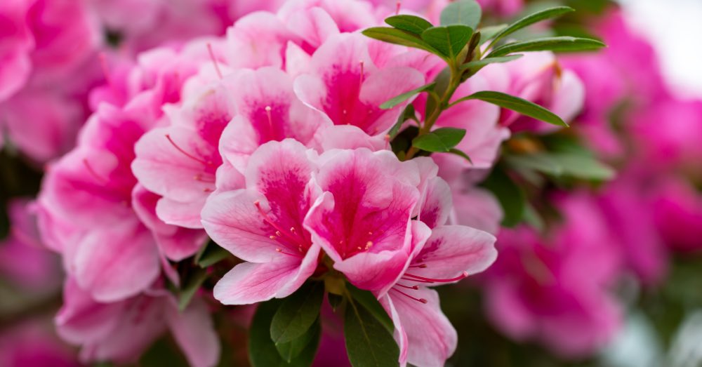 Cómo cuidar tus azaleas: adapta sus cuidados en verano y en invierno