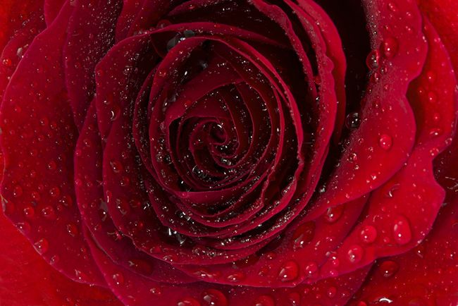 El ramo de rosas rojas es el regalo más significativo de San Valentín