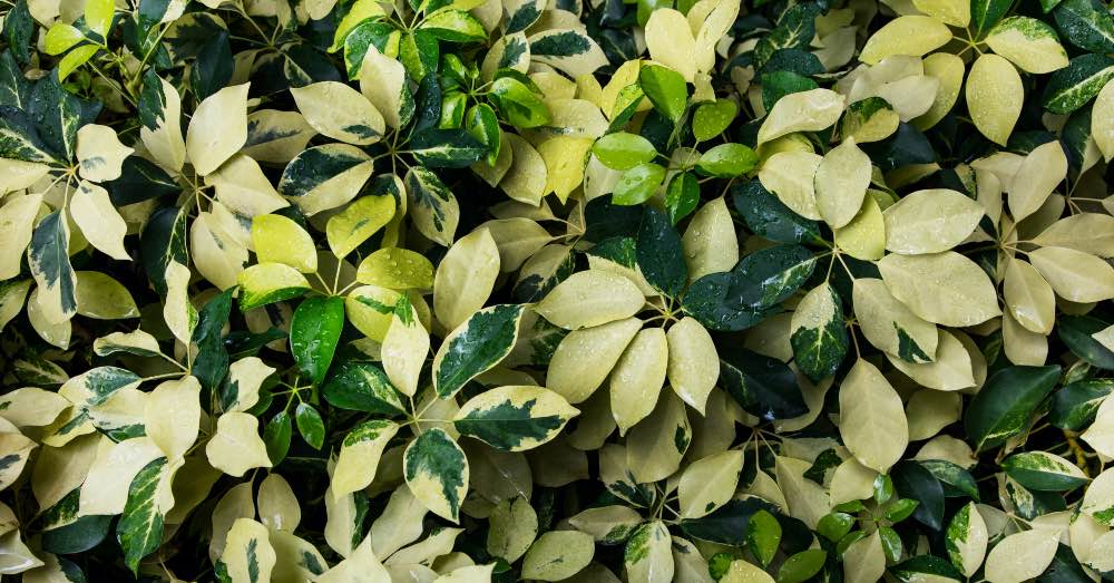 Cuidados de la Schefflera Gold Capella