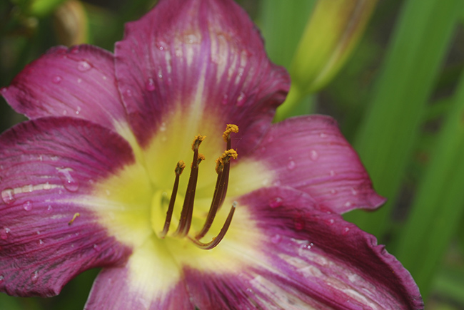 Hemerocalis-bulbos-de-verano-verdecora