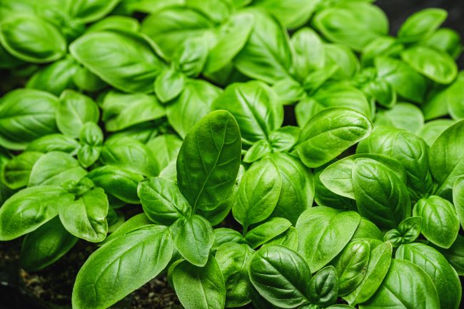 Albahaca, una de las plantas aromáticas de jardín más utilizadas en la cocina