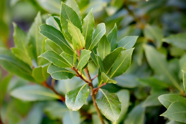 Laurel, una de las plantas aromáticas de exterior más usadas en la cocina