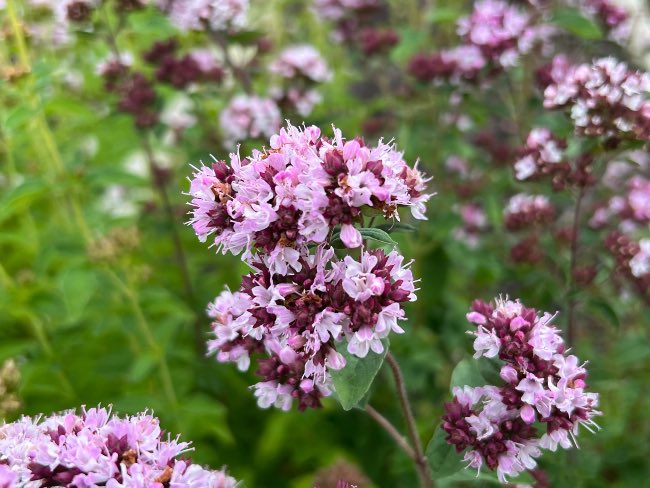 Orégano en flor