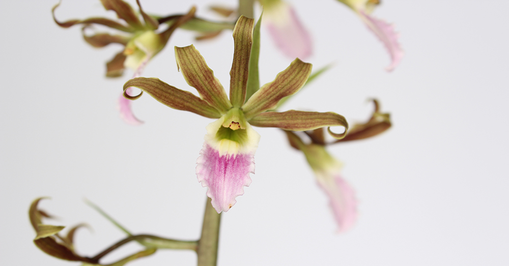 orquidea-eulophia-verdecora