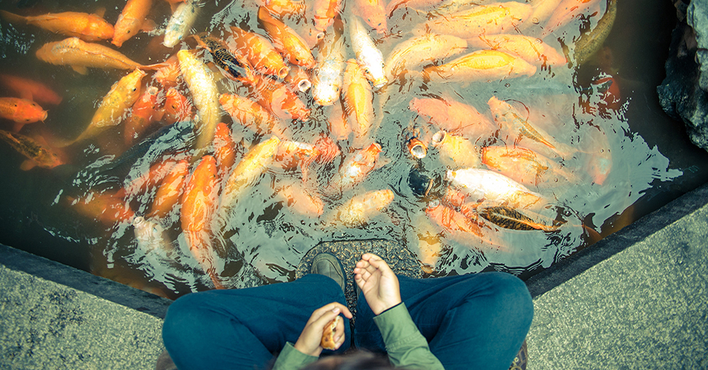 peces-koi-significado-verdecora