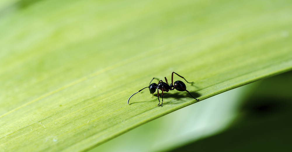 repelentes-plagas-verano-verdecora