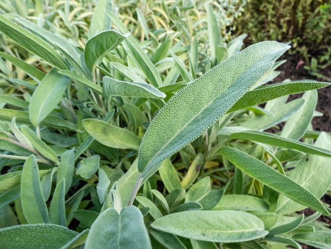 Salvia, planta aromática de exterior