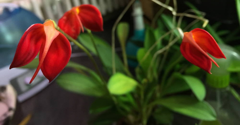 masdevallia-ignea-orquidea-verdecora