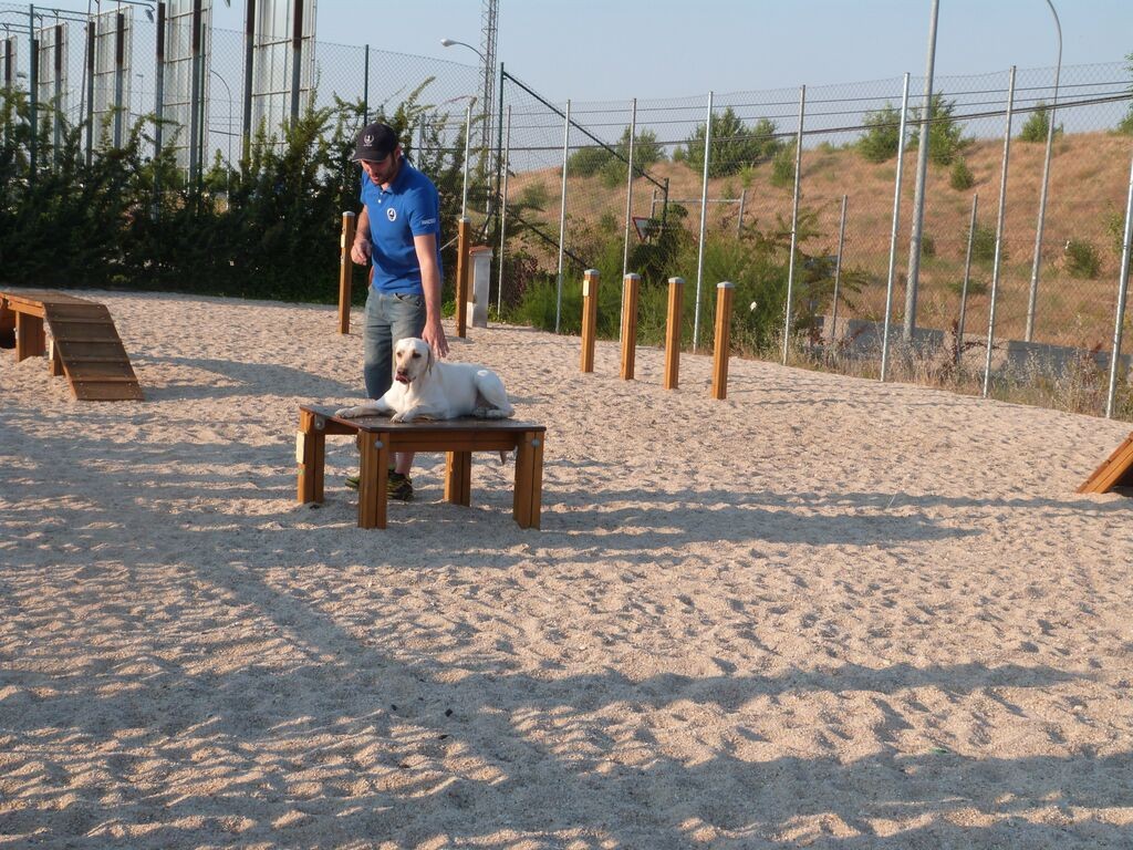 El equipo Roncescan (Max y su adiestrador) en un momento de la exhibición de Agility