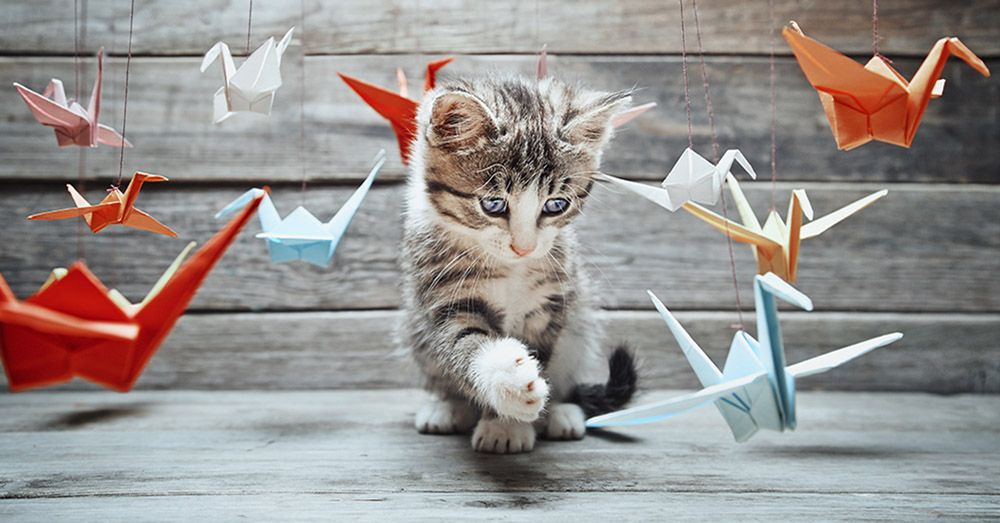 adopcion-gatos-verdecora