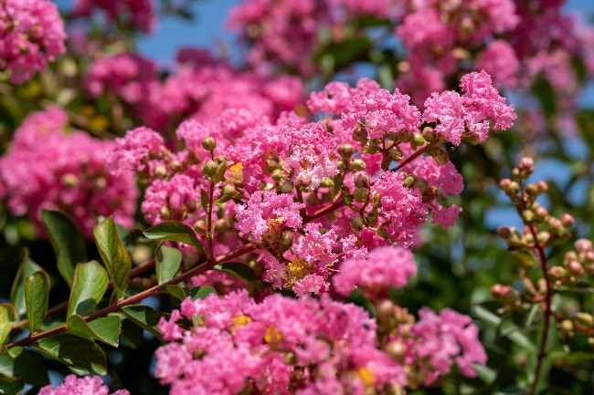 Árbol de Júpiter, uno de los arbustos con flores de verano más hermosos