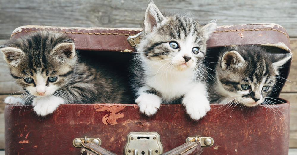 bienestar-gato-viaje-verano-verdecora