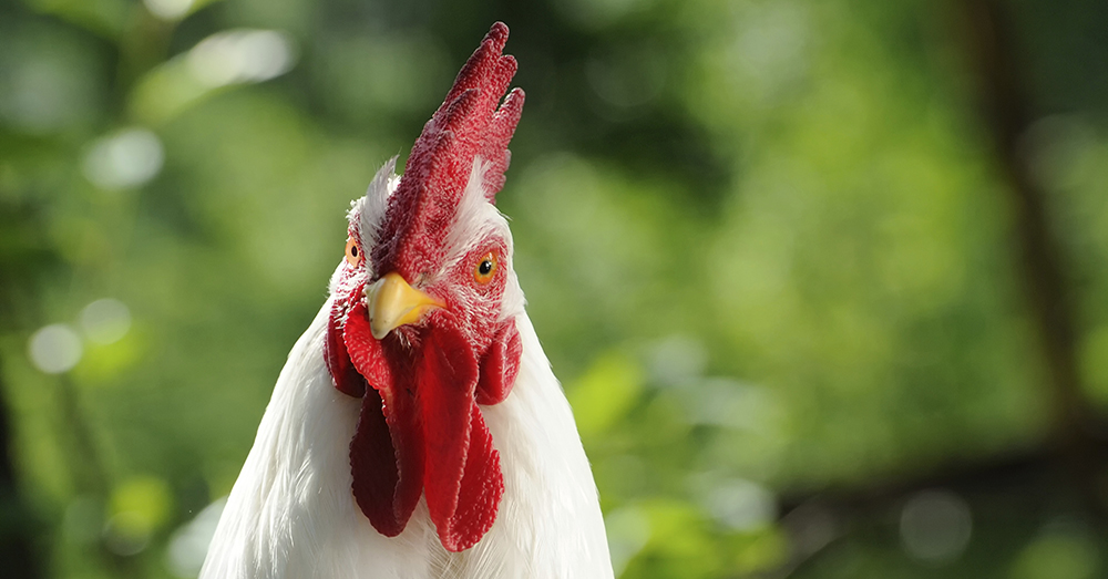 cuidado-gallina-huevos-verdecora