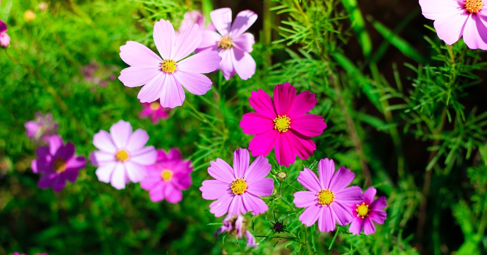 10 Flores de verano para tener en el jardín