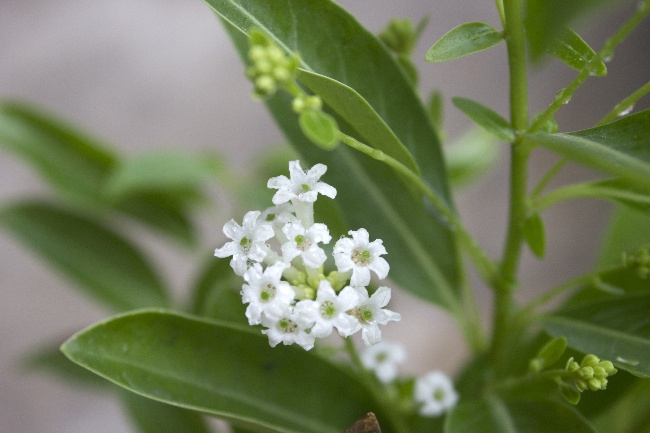 Galán de noche, una de las flores de verano más aromáticas