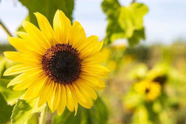 Girasol en flor