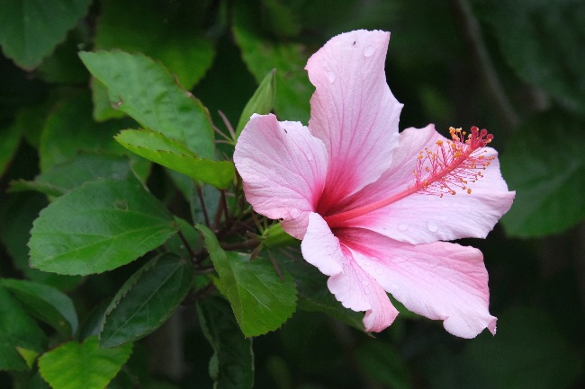 Hibiscus en flor