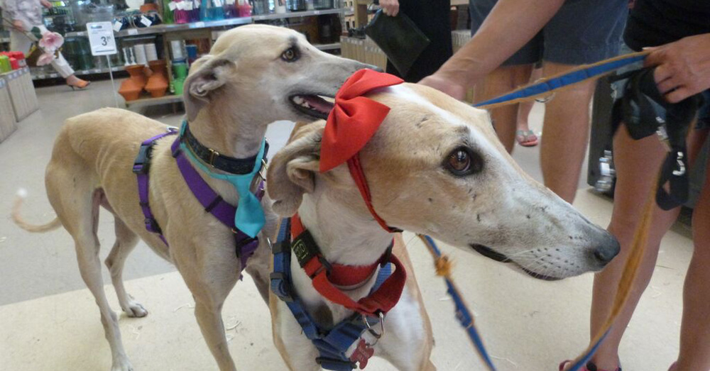 jornadas-adopcion-verdecora