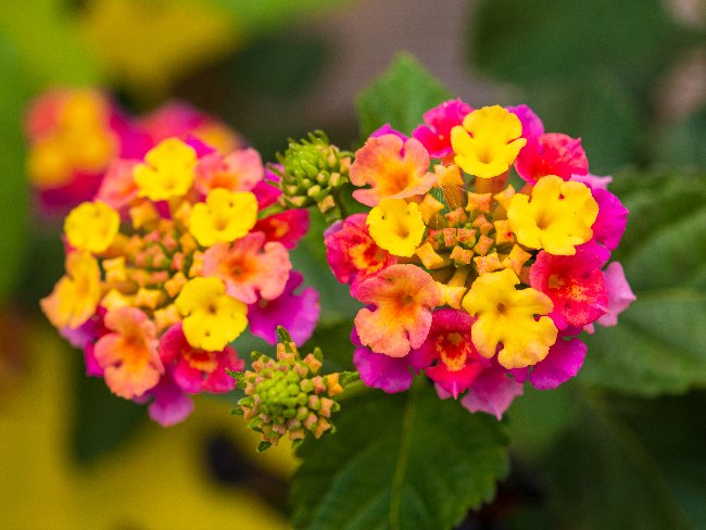 Lantana en flor