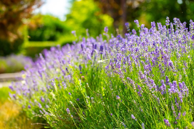 Lavanda, una de las flores del verano más icónicas