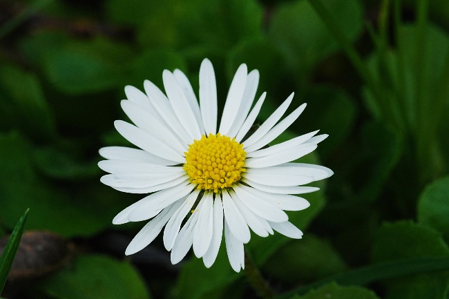 Margarita, una de las flores símbolo del verano
