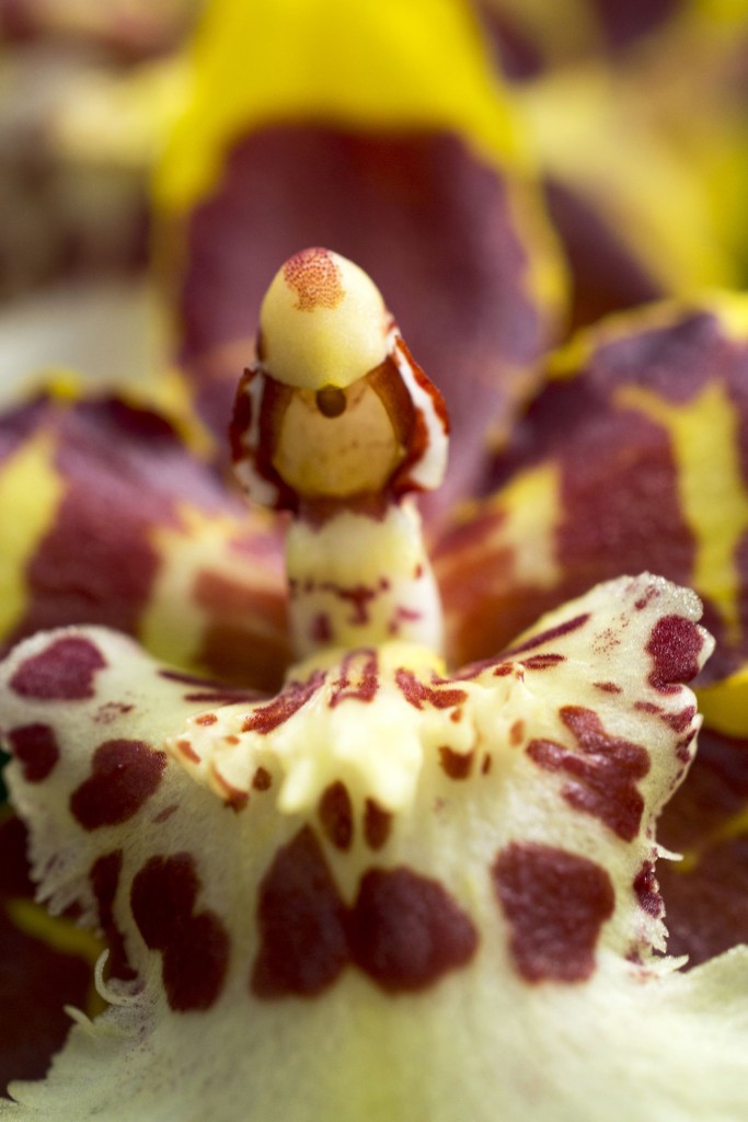 Disfrutar de la peculiaridad de sus flores es posible con cuidados sencillos: control de la humedad, buena luz y abono específico