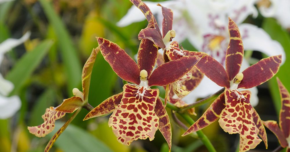 orquidea-tolumnia-oncidium-verdecora-compressor