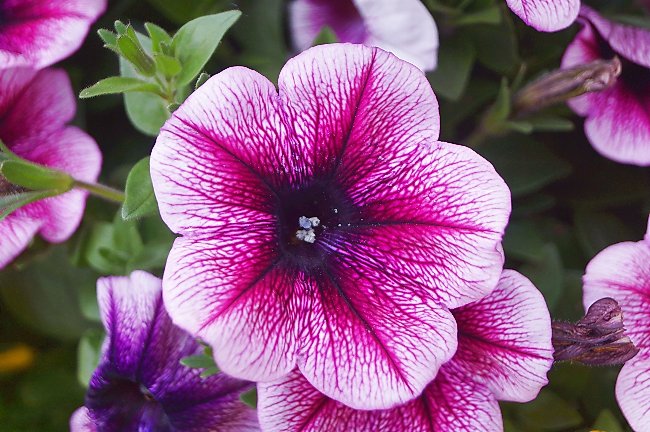 Petunias y Surfinias