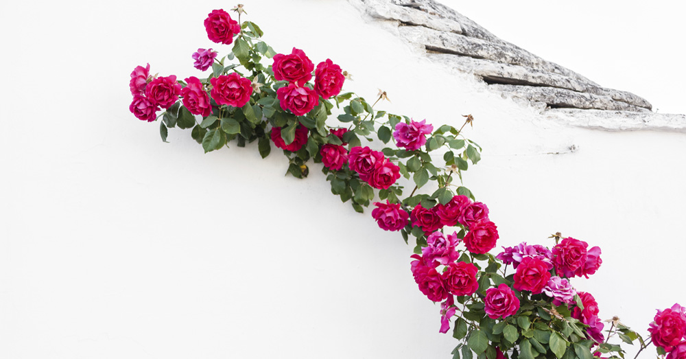 rosal-flor-verano-verdecora