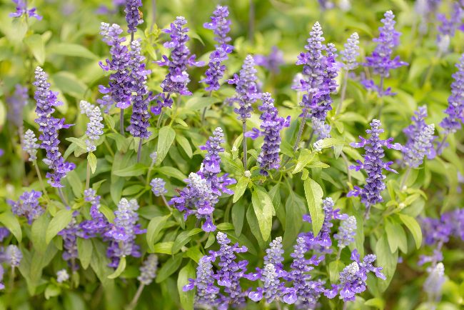 Salvia