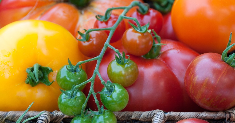 Tareas del huerto en julio