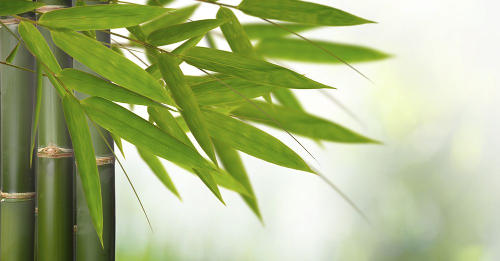 bambu-verdecora