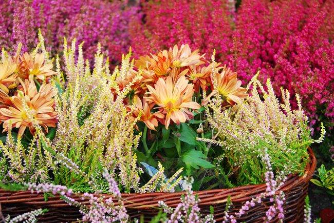 calluna-verdecora-plantas