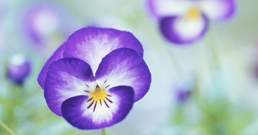 pensamiento-viola-verdecora