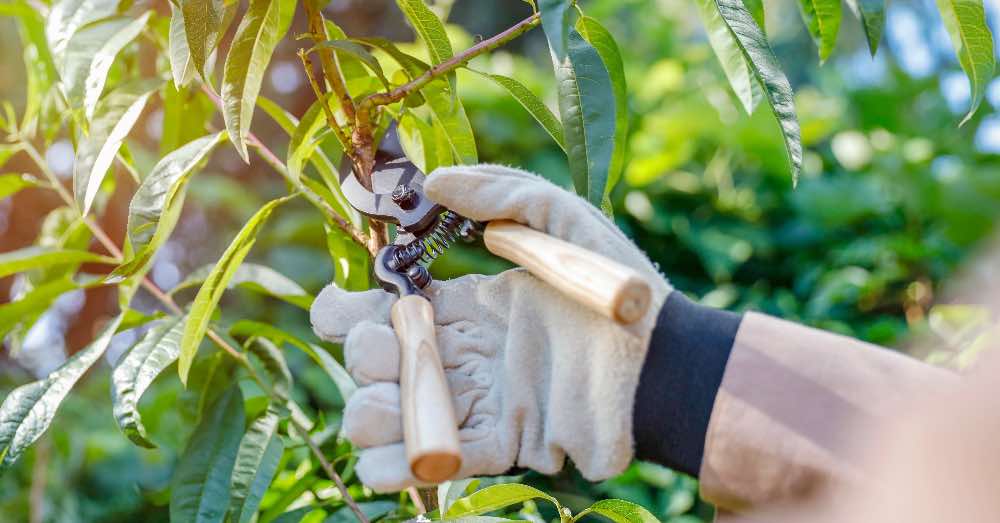 Calendario de poda: ¿cuál es el mejor momento para podar árboles y plantas?