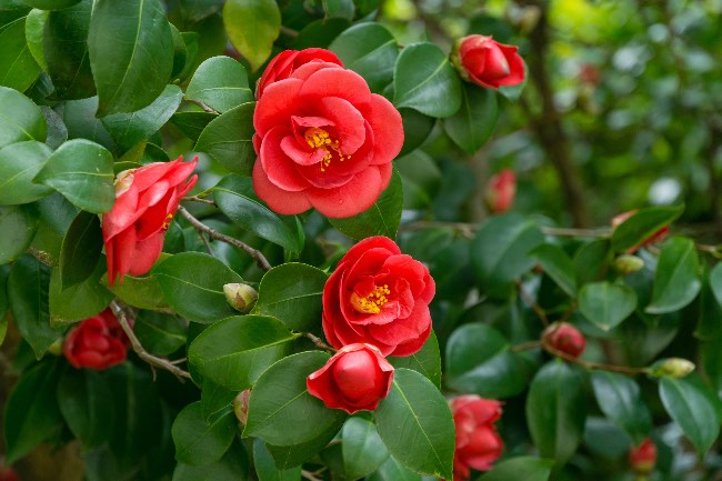Flores de Camelia