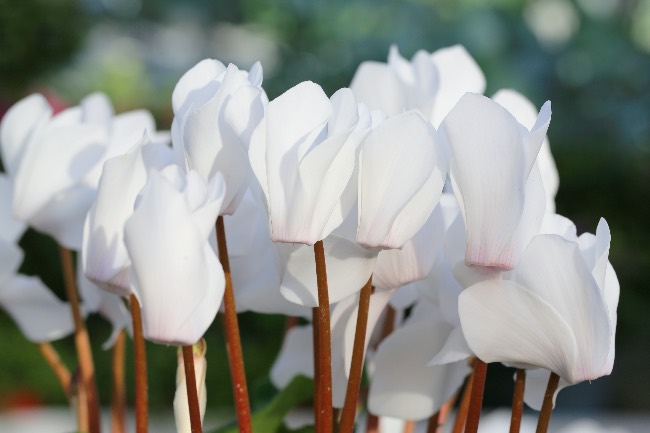 Cyclamen en Verdecora