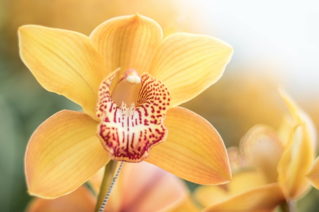 Orquídea Cymbidium