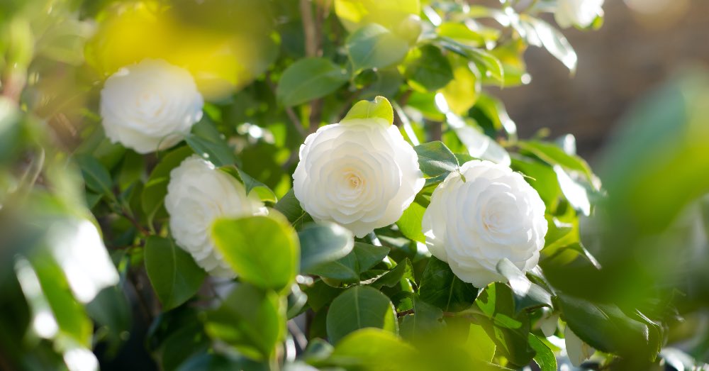 Flores de invierno para tener dentro o fuera de casa