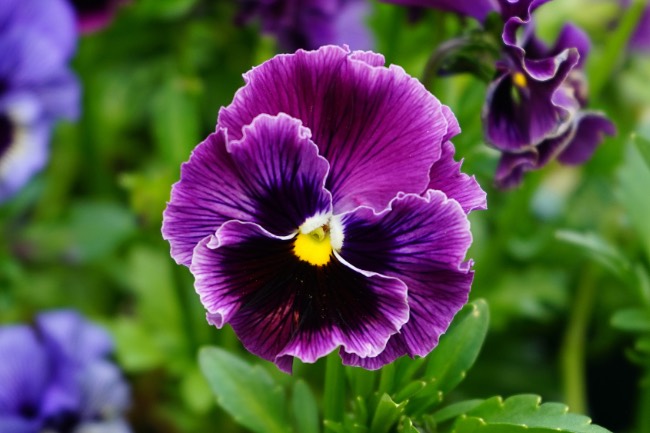 Pensamiento, una de las flores de invierno