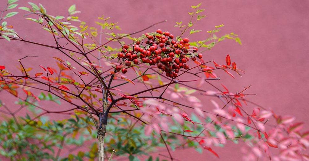 pieris-nandina-arbustos-compressor