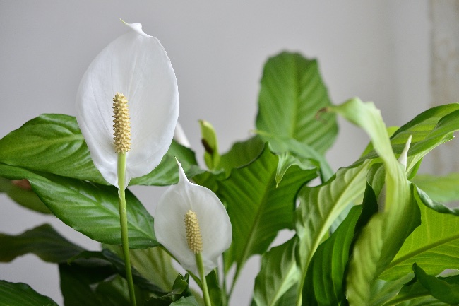 Spatiphyllum, una de las flores de invierno para interior