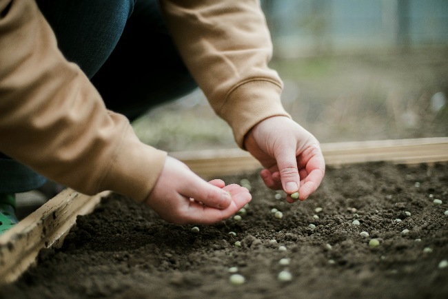 Planificar la rotación de cultivos, labor del huerto de invierno.