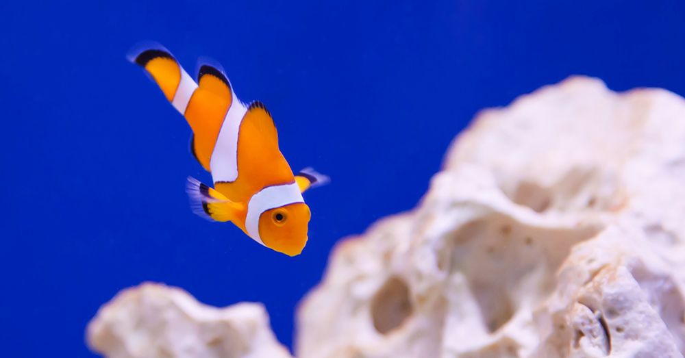 acuario-termo-calentador-verdecora