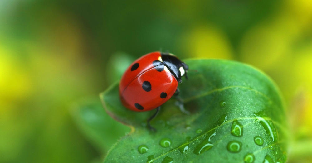 Por qué tener un huerto biodiverso y qué es